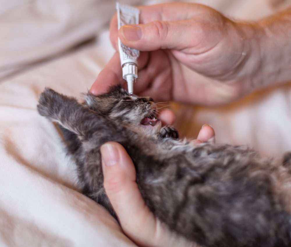 Kitten getting eye ointment from vet